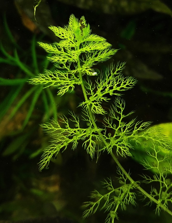 Перистолистник аквариумное растение