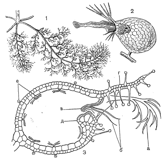 Ловчий аппарат пузырчатки