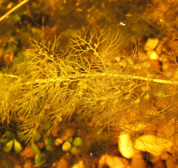 Пузырчатка золотая