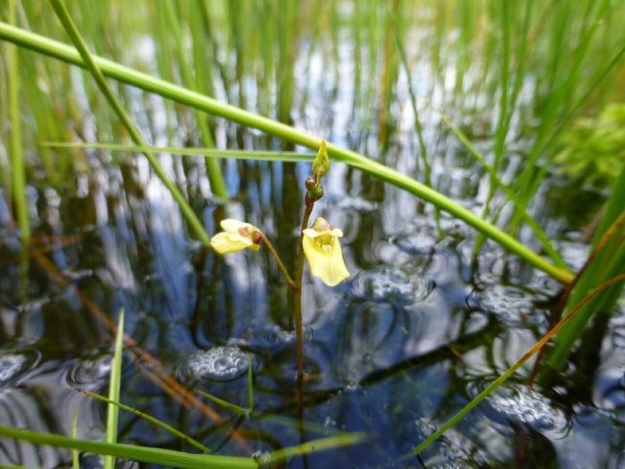 Utricularia sandersonii