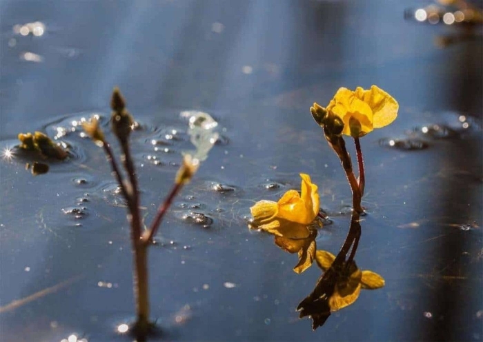Utricularia gibba