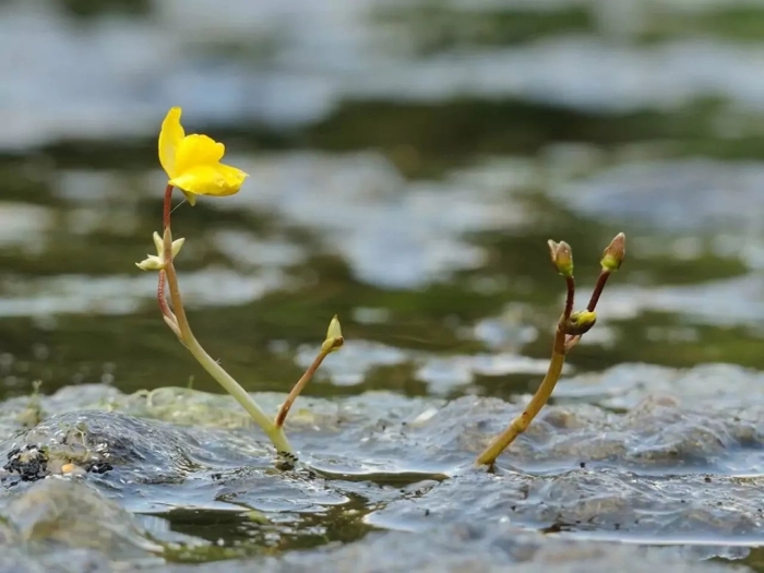 Utricularia blanchetii