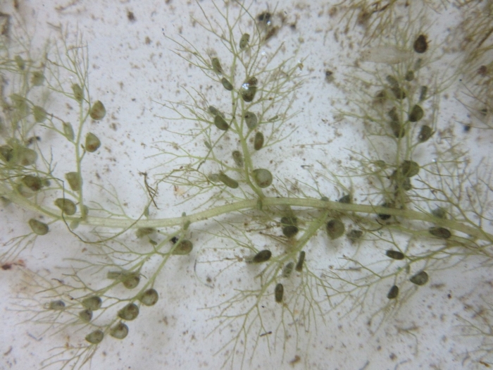 Пузырчатка обыкновенная