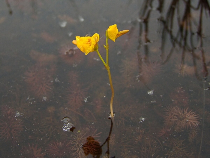 Utricularia vulgaris