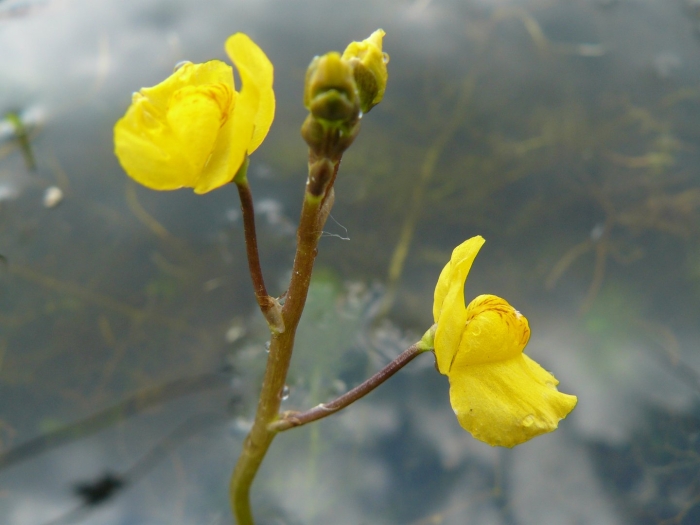 Utricularia inflexa