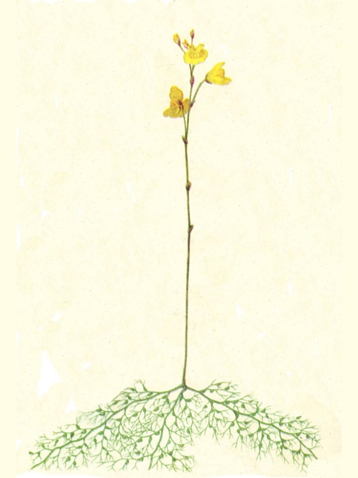 Пузырчатка растение