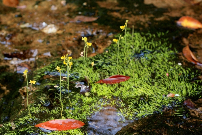 Utricularia arenaria