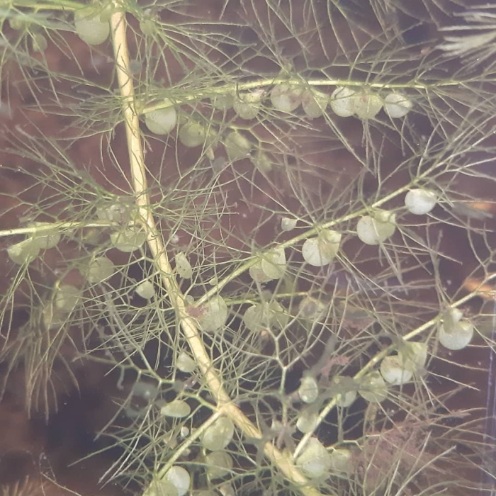 Пузырчатка обыкновенная растение