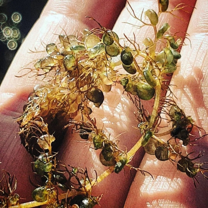 Пузырчатка хищное растение