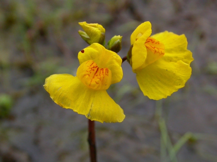 Utricularia australis