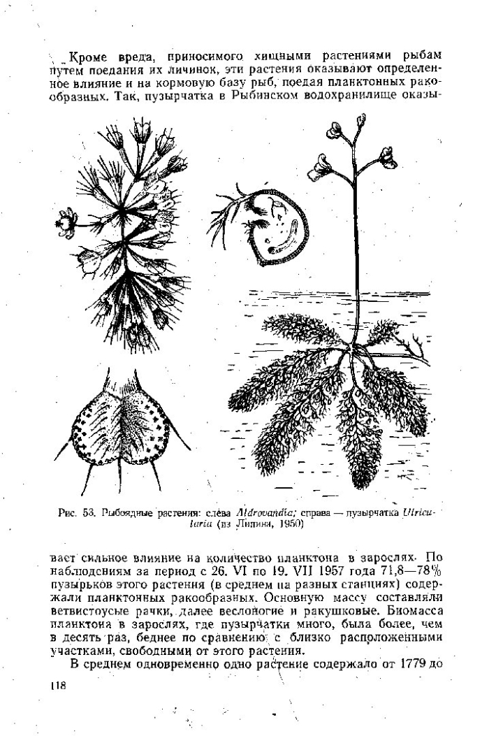 Растение строение