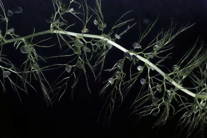 Пузырчатка альдрованда