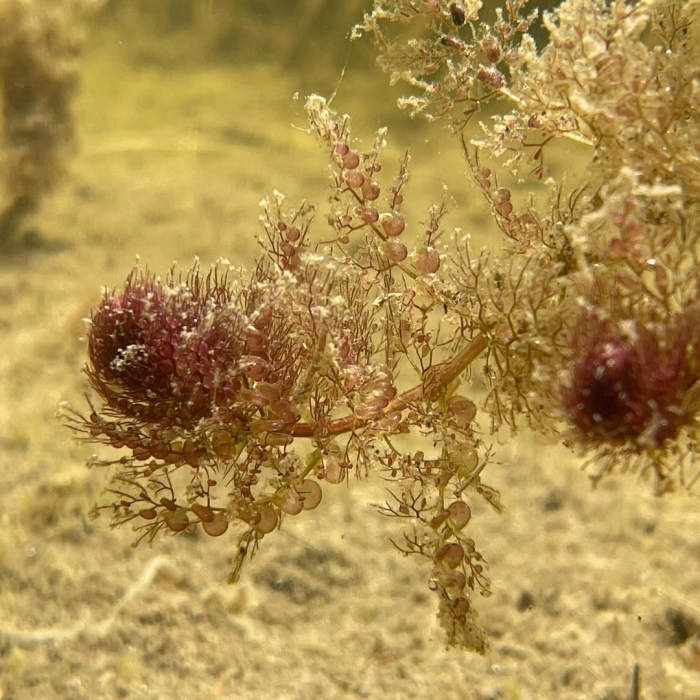 Водоросли черного моря