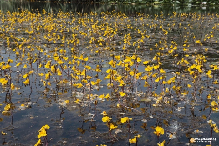 Болотноцветник нимфейник