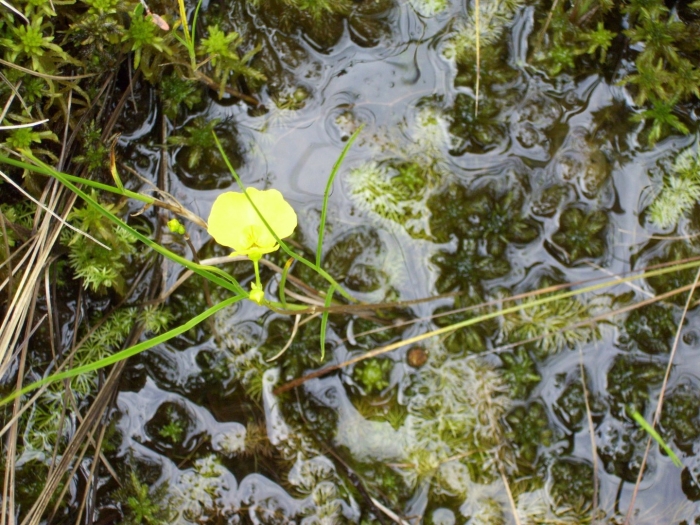 Пузырчатка болотная