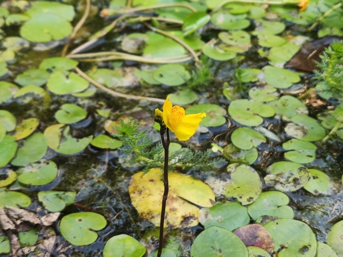 Кувшинка желтая кубышка