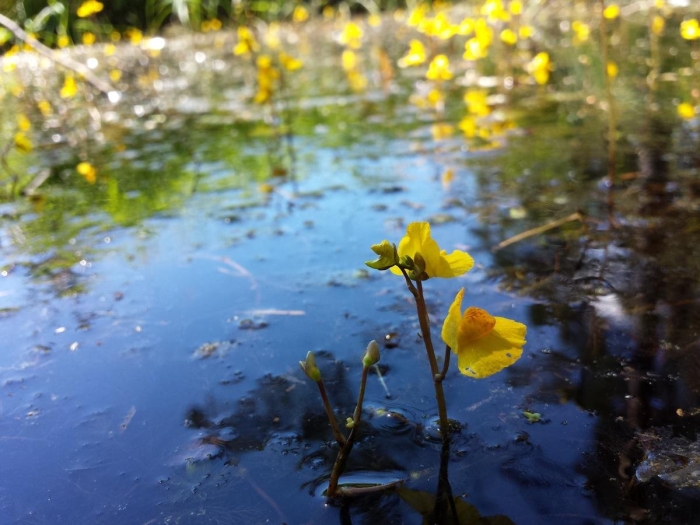 Utricularia australis