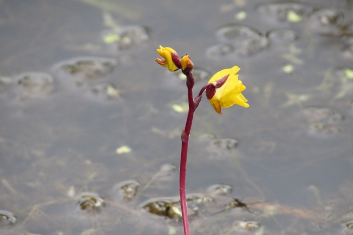 Utricularia sandersonii