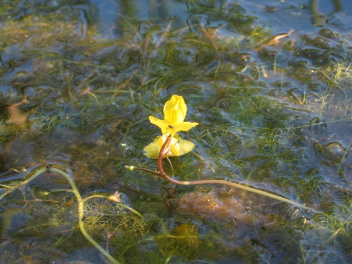 Болотноцветник щитолистный
