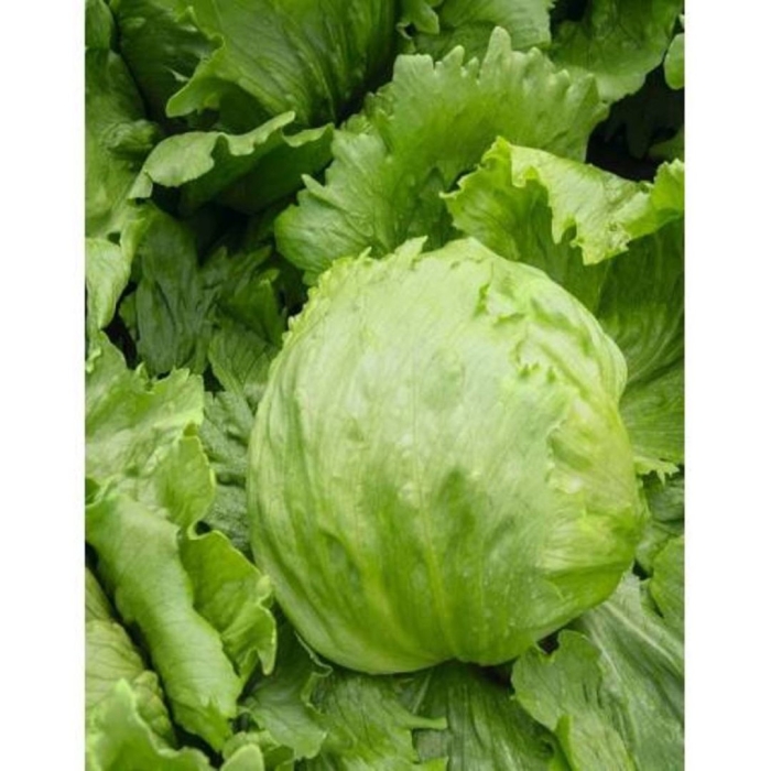 Партнер салат айсберг кочанный