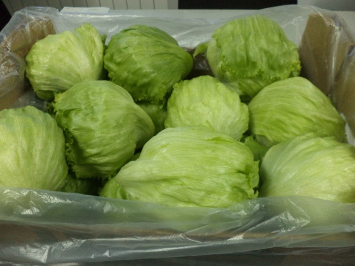 Салат айсберг выращивание