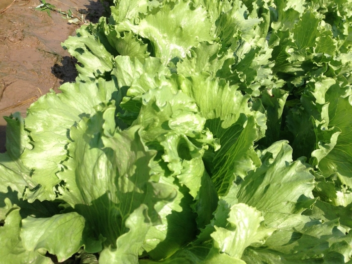 Салат кочанный