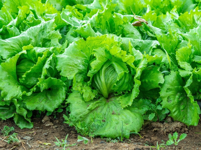 Зеленые салаты