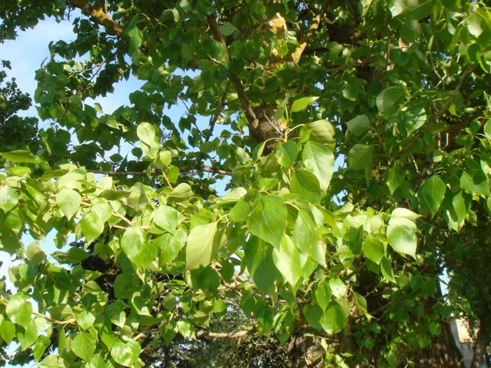 Populus nigra italica