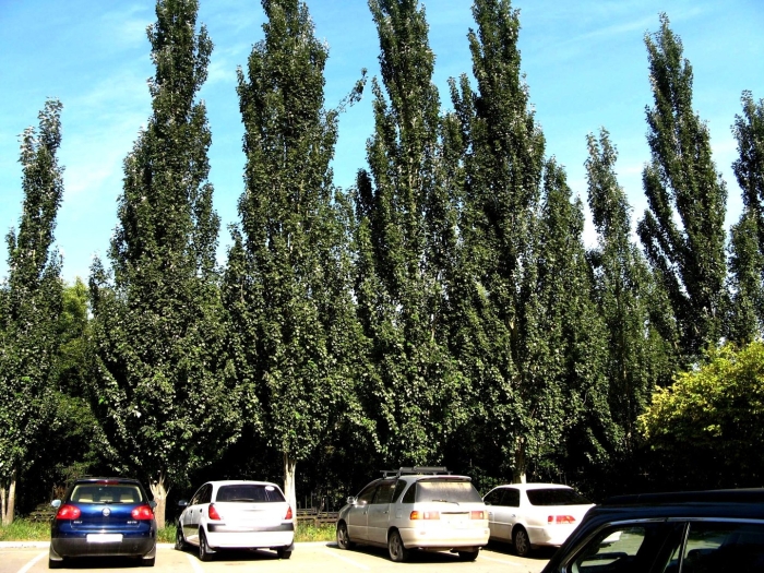 Тополь свердловский пирамидальный