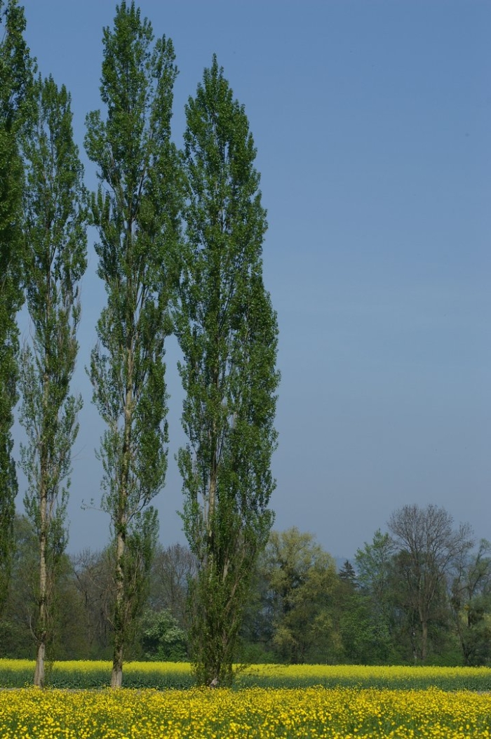 Дерево тополь