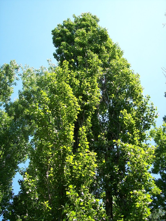 Populus tremula erecta