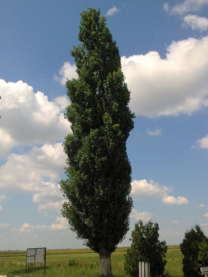 Populus nigra
