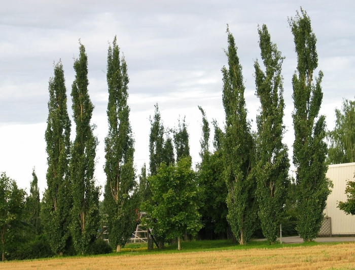 Тополь пирамидальный серебристый