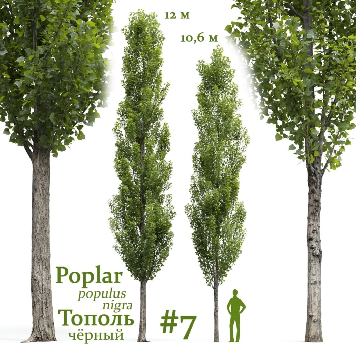 Тополь черный (populus nigra)