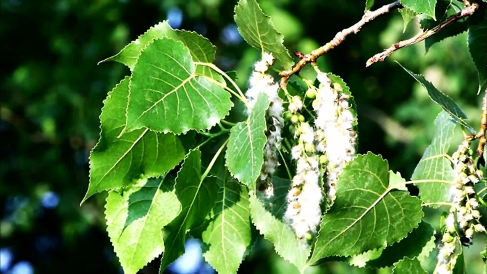 Лист тополь