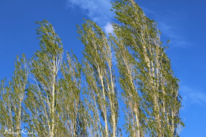 Populus alba тополь белый