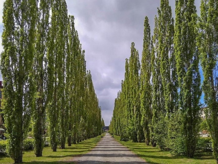 Пирамидальный тополь кипарис