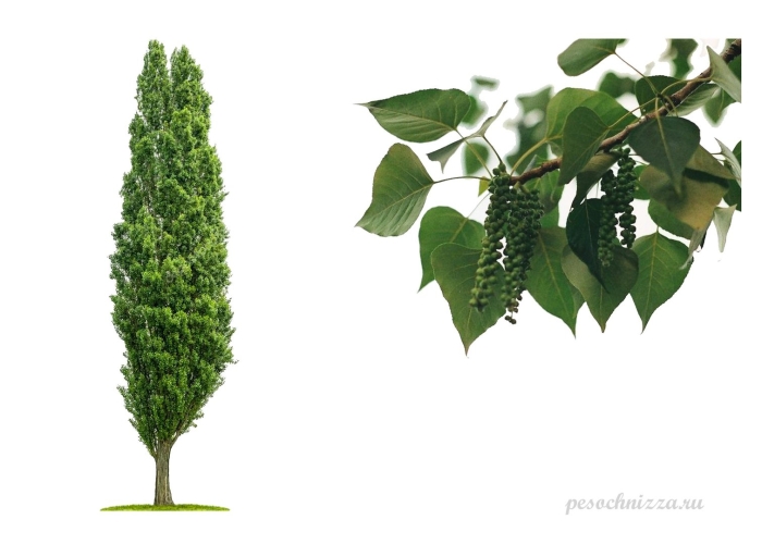 Тополь пирамидальный листья