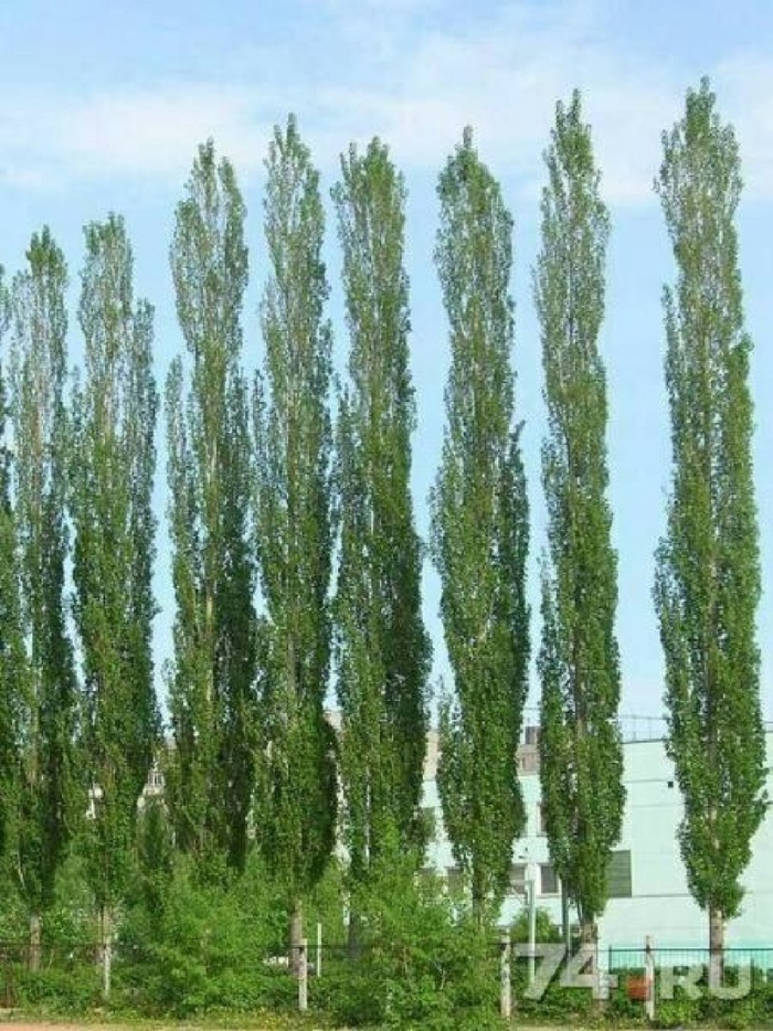 Тополь гибридный пирамидальный