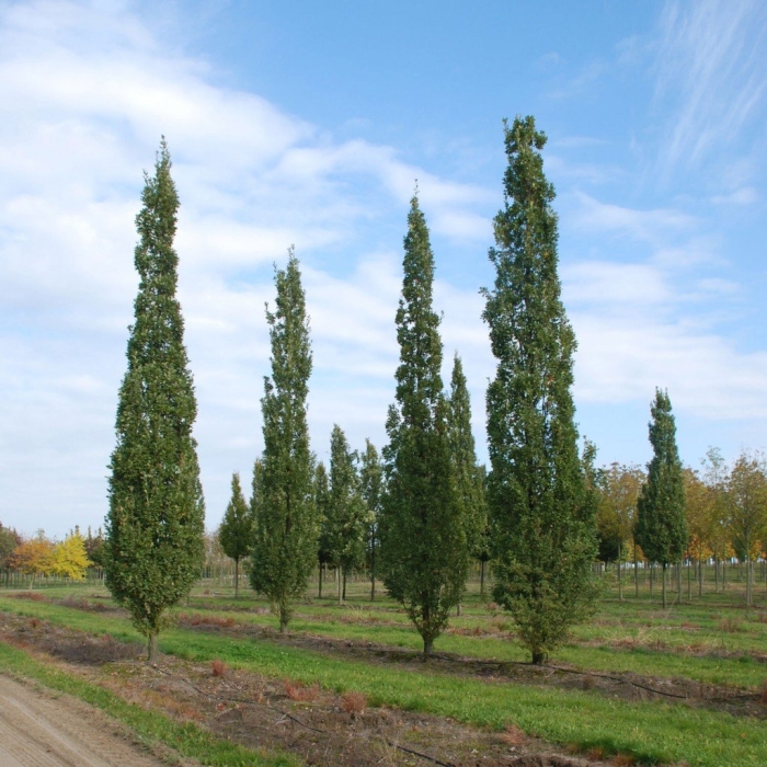 Дуб черешчатый фастигиата