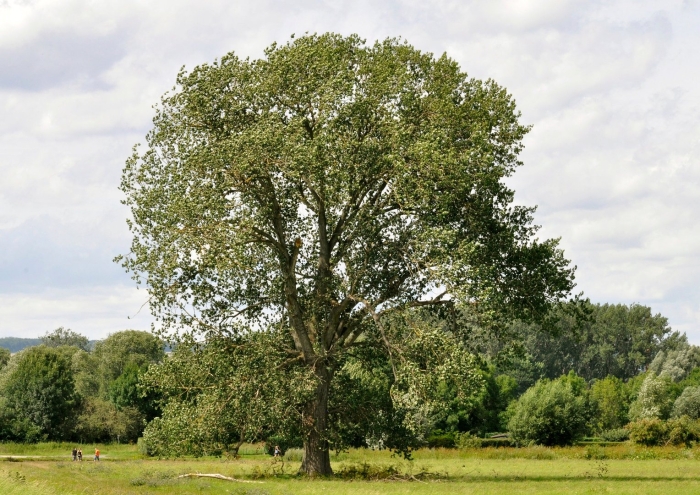 Fraxinus angustifolia