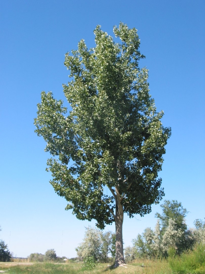 Тополь populus alba