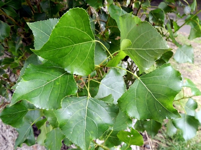 Populus nigra italica