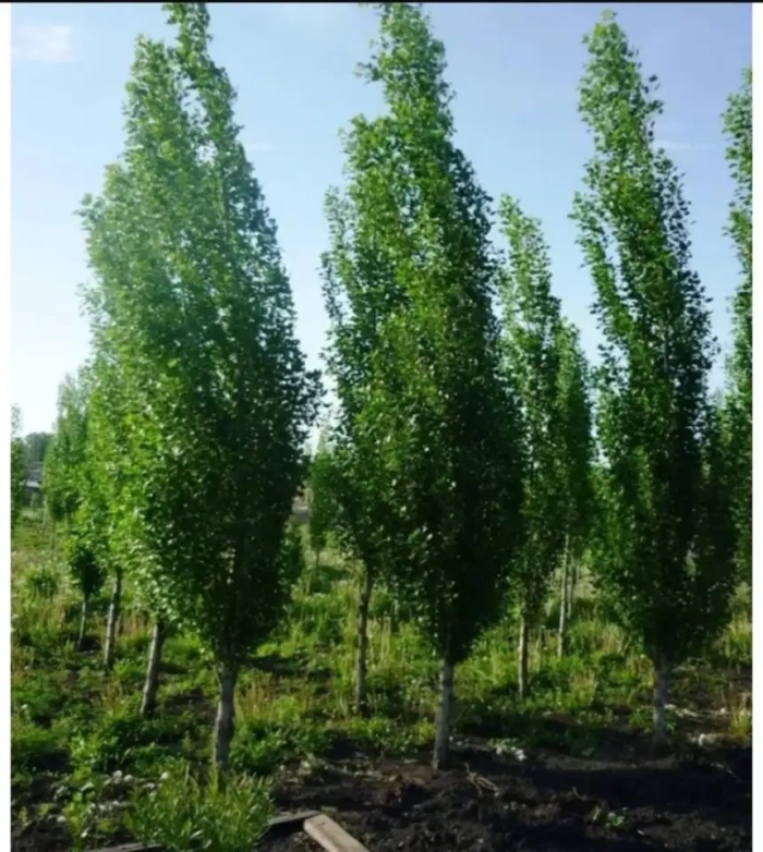 Дуб черешчатый  фастигиата (quercus robur fastigiata )