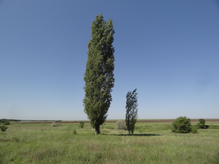 Тополь черный пирамидальный италика