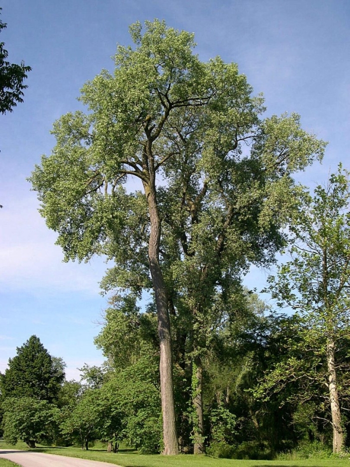 Populus deltoides