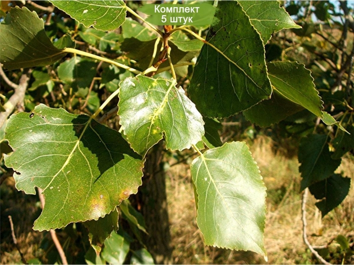 Тополь канадский (populus canadensis)