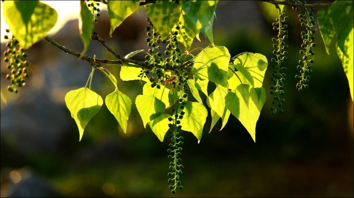 Populus × canadensis
