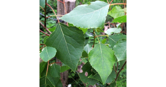 Populus nigra лист