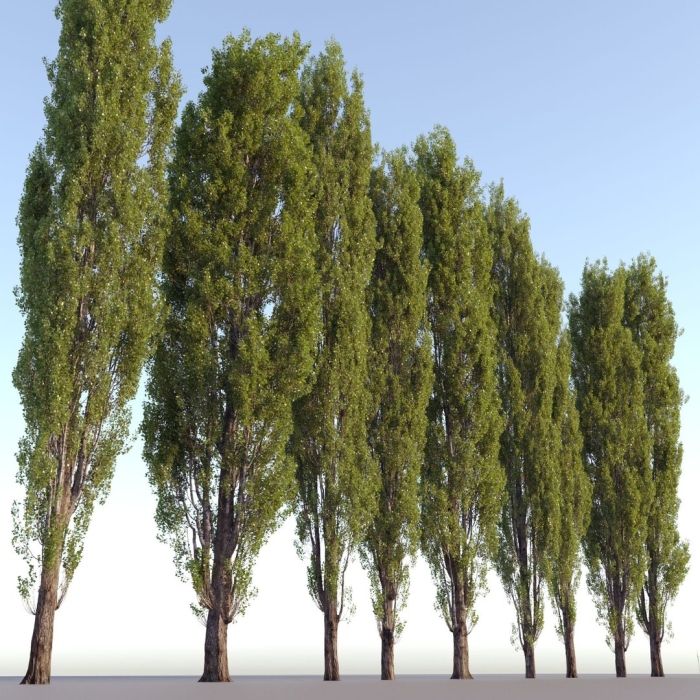 Тополь пирамидальный италика